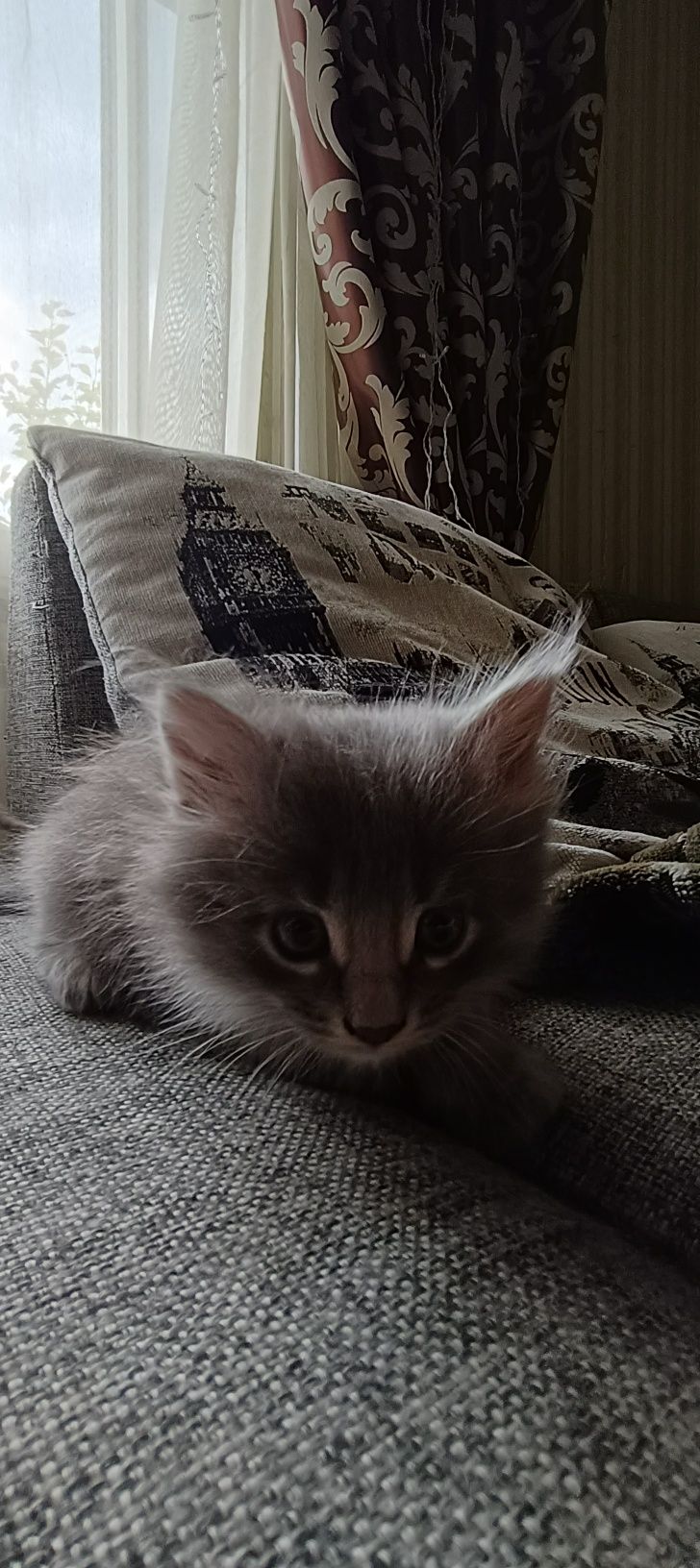 Отдам котят в добрые руки