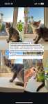 Котенок  отдадим бесплатно