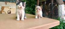Отдам котят в добрые руки