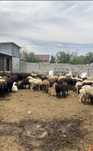 Продам баран на Курбан Айт в городе