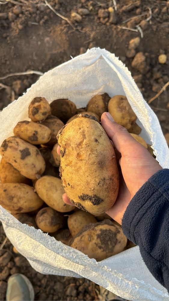Продам картофель отправка в любой регион сорт Гала