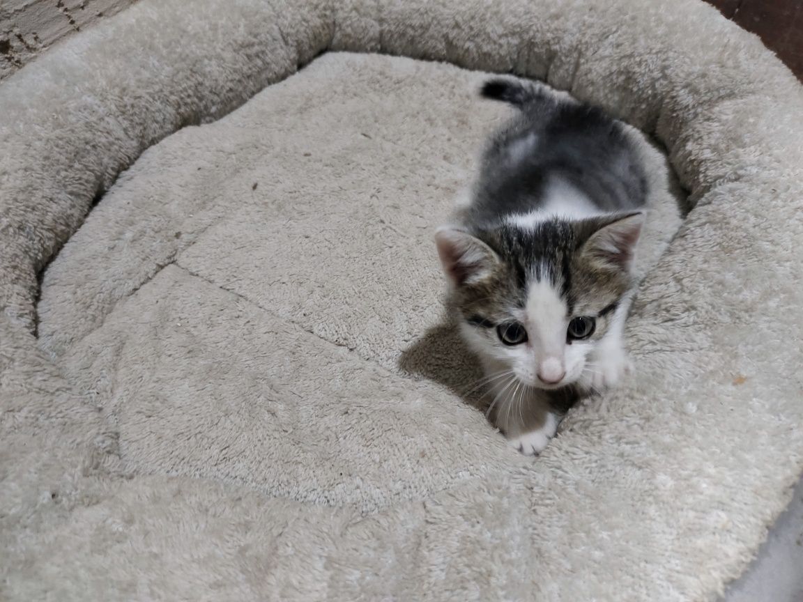 Котенок отдам в добрые руки