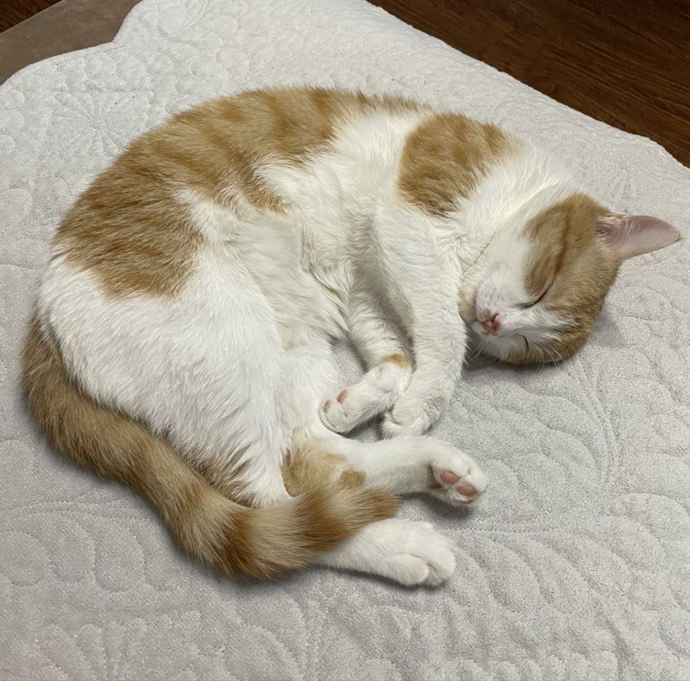 котенок, полгодика