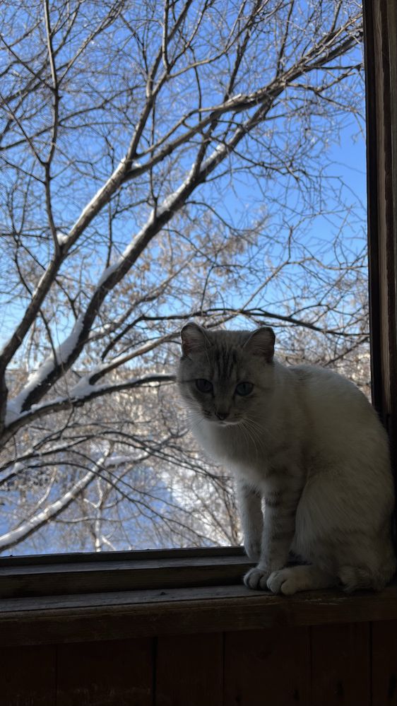 Отдам кошку.