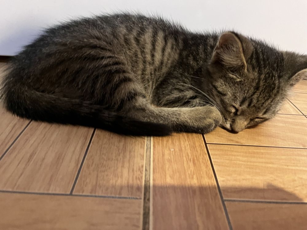 Отдам котенка в добрые руки