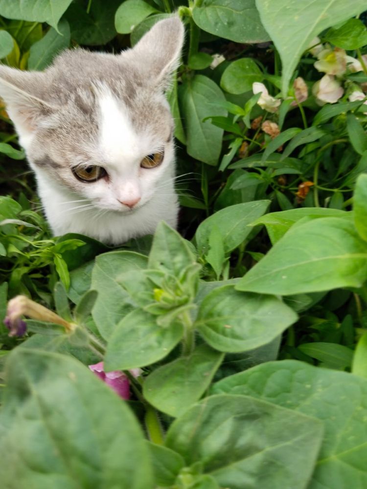 Кошка Котенок девочка поисках дома ! Костанай ! Привезем !
