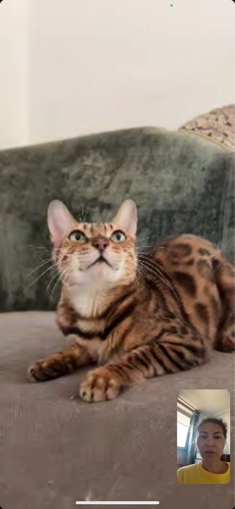 Котенок кошка кот