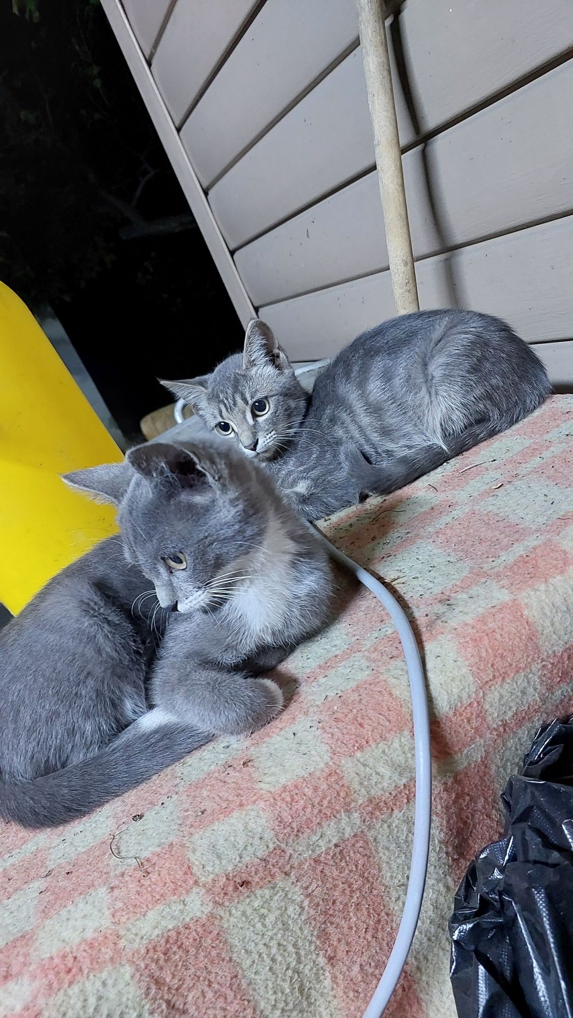 Отдадим котят в добрые руки