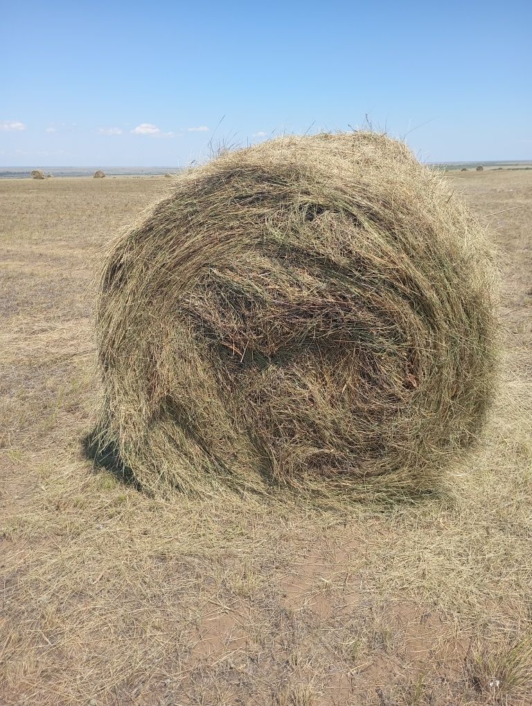 Сено в рулонах с поля