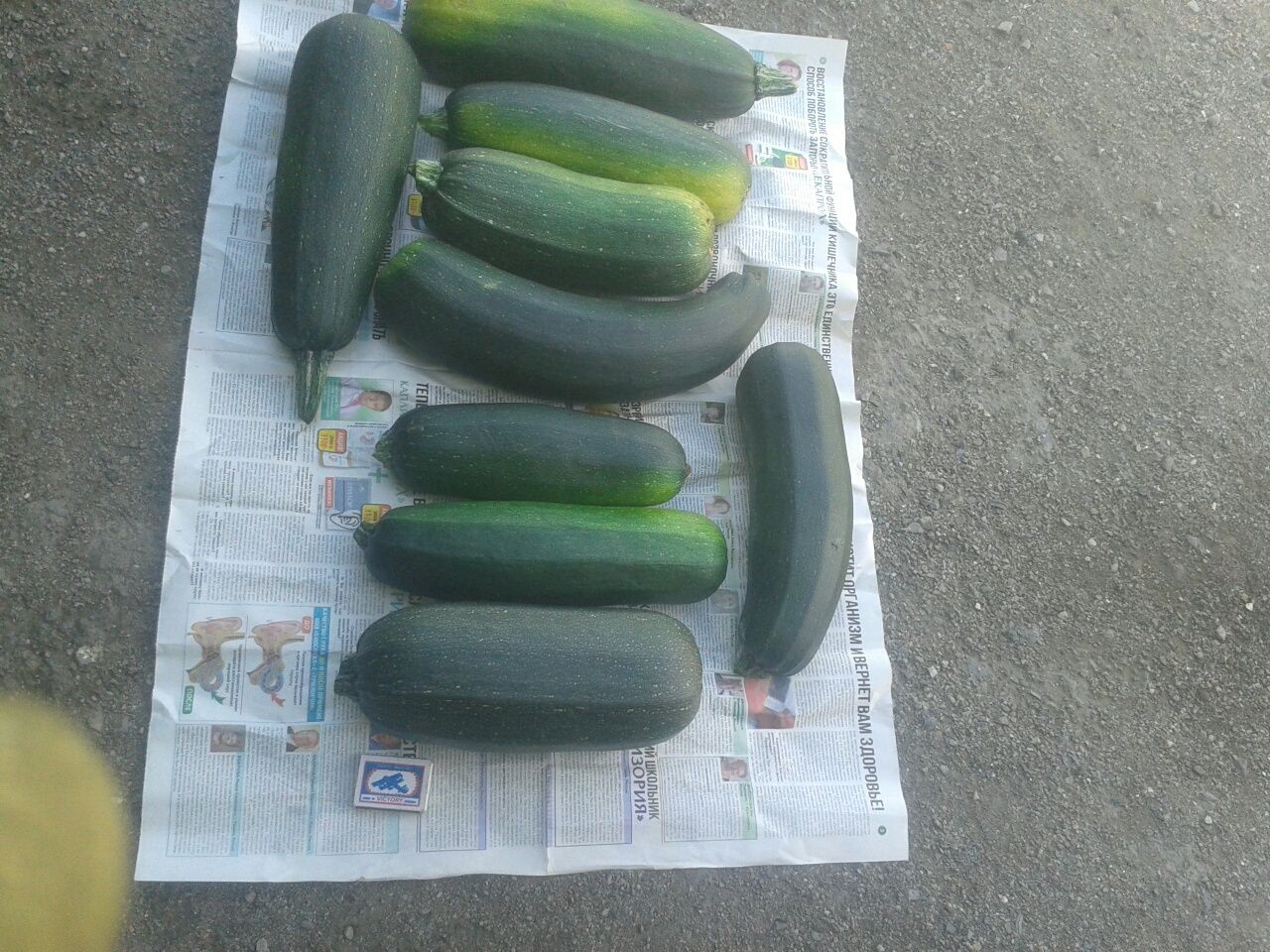 Продам кабачки домашние