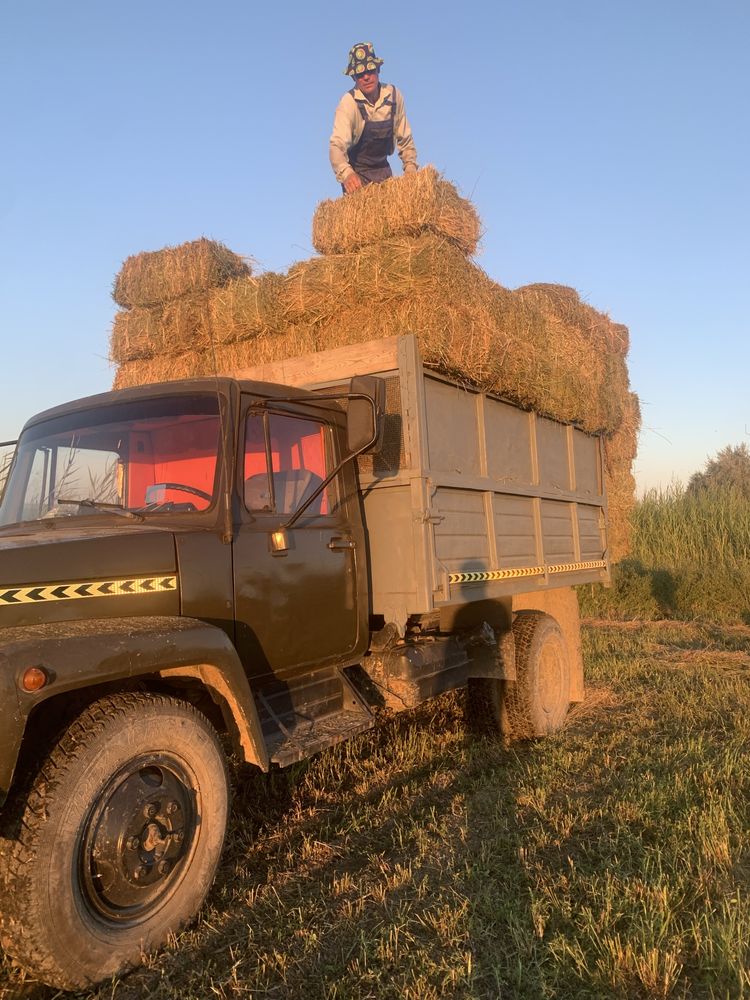 Люцерна в тюках с поля по 1080 тенге
