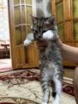 Отдам в добрые руки котят