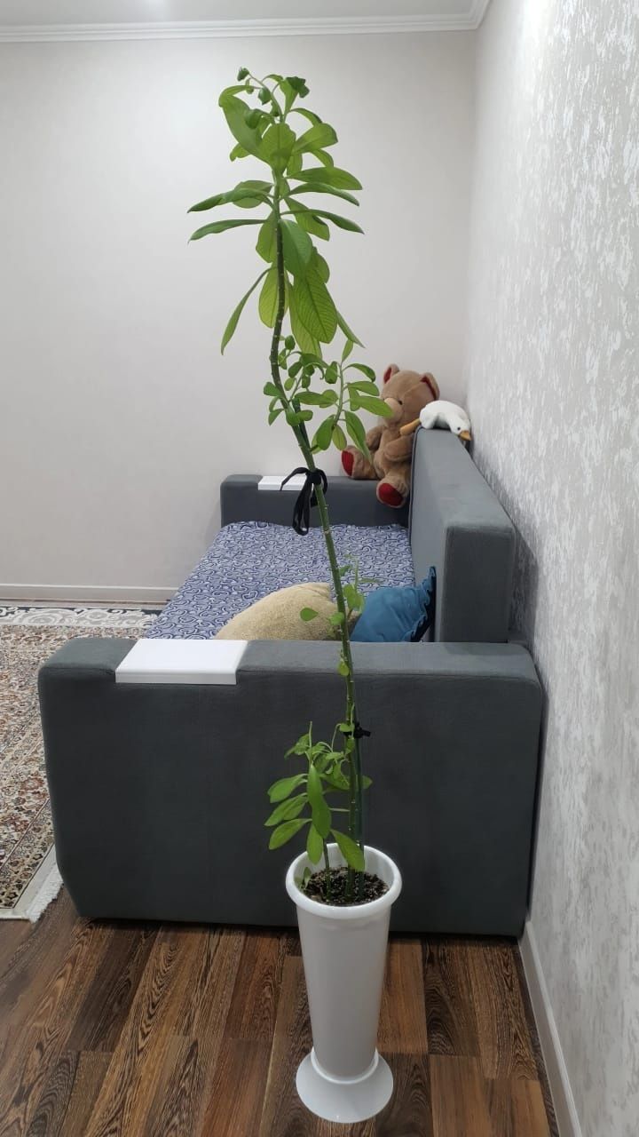 Продам комнатные цветы