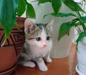 Отдам в добрые руки котенка