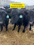 бычки телята ангусш коро