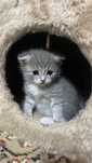 Шотландские котенкий