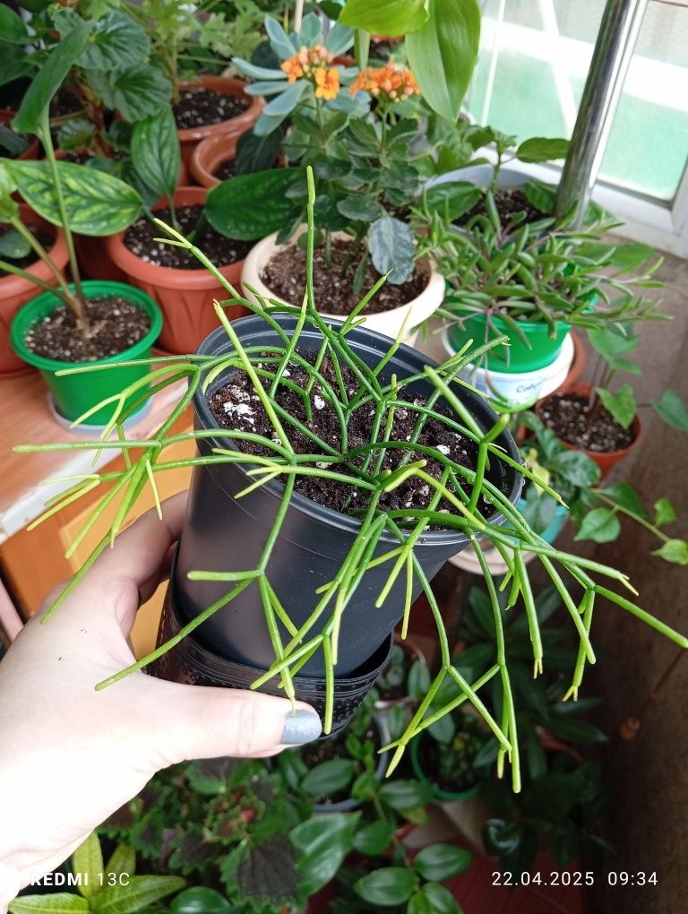 Продам растения комнатные
