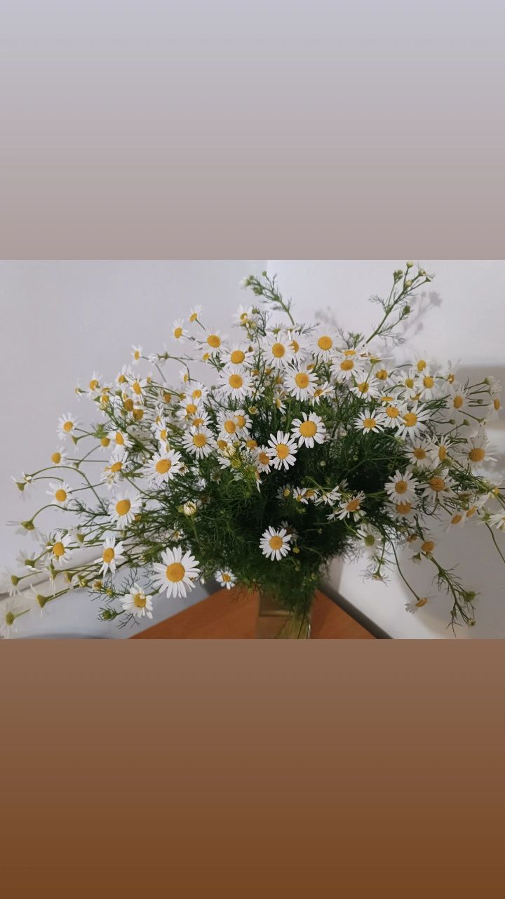 Ромашки/ цветы/букеты