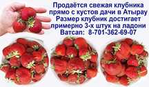 Продаётся местная свежая клубника