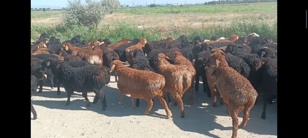 180бас қозы сатылады