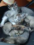 Отдам котят в добрые руки!
