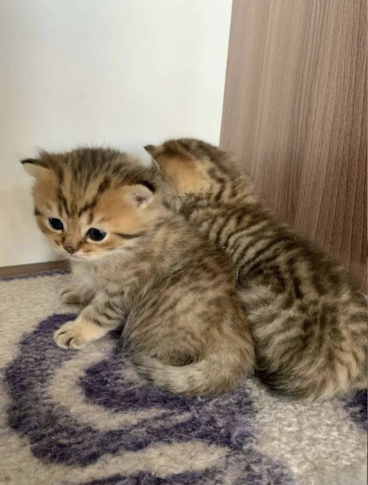 Британские котята