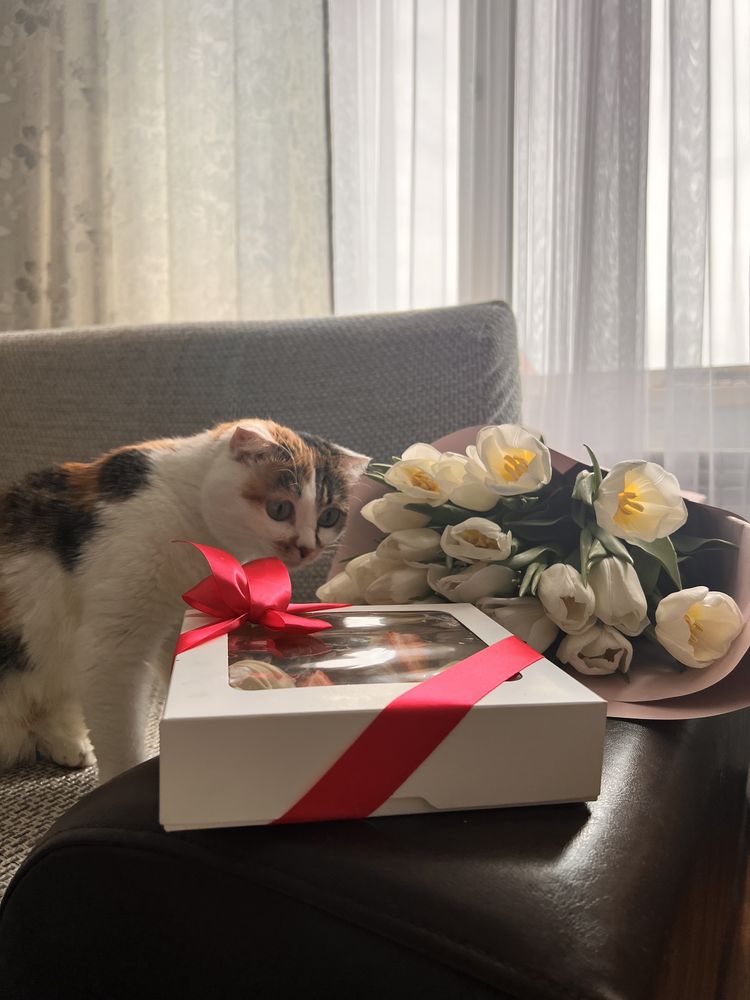 Продается котенок (страйт)