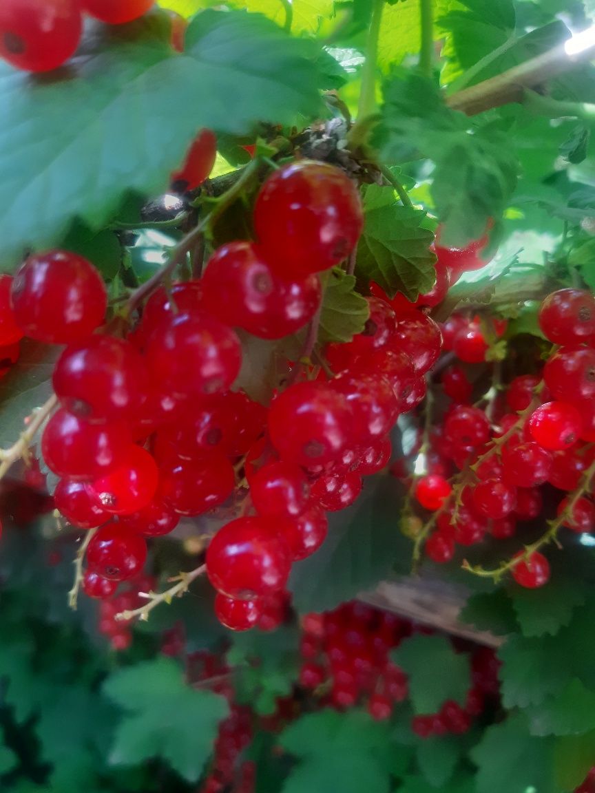 Продам домашние ягоды красной смородины и малины