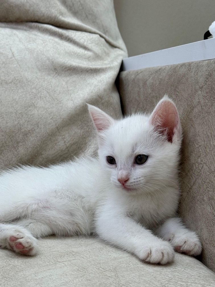 Продаются котята