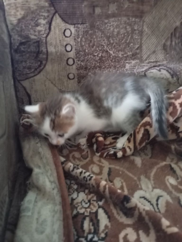 Отдам котят в хорошие и добрые руки!!!