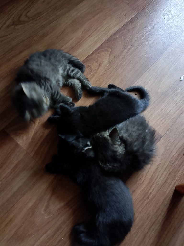 Подарим красивых котят