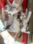 Отдаем котят в добрые руки