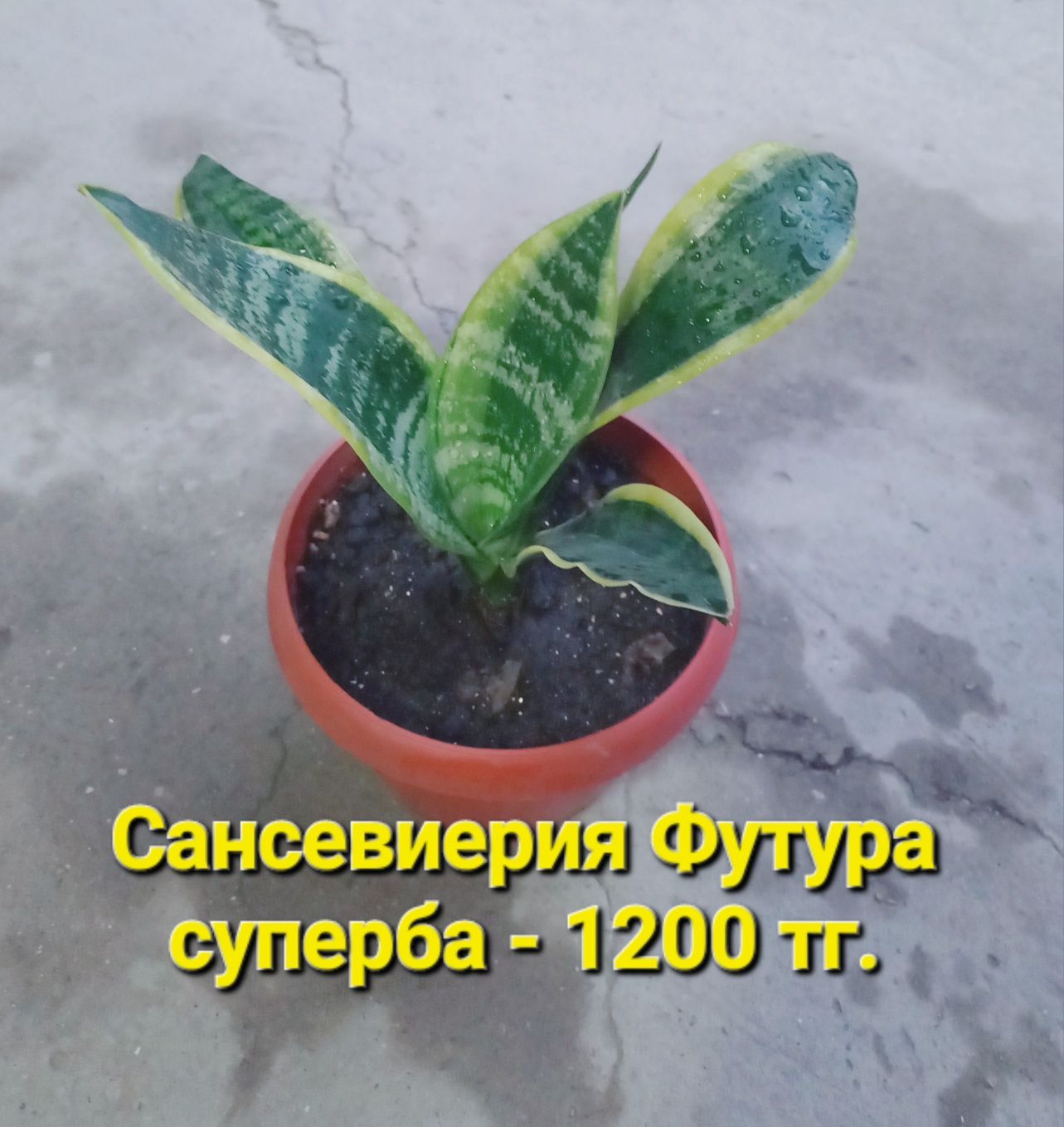 Распродажа!!! Комнатные растения разные