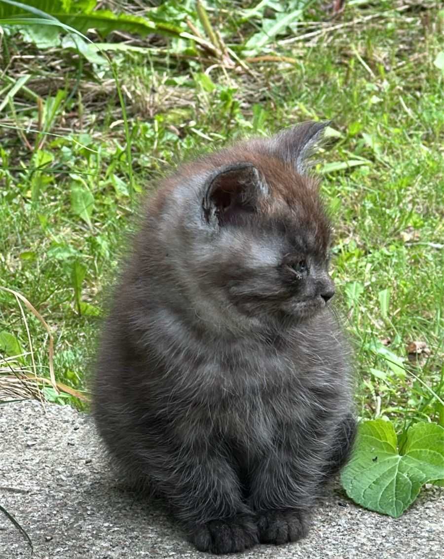 Котята 2 месяца ищут дом