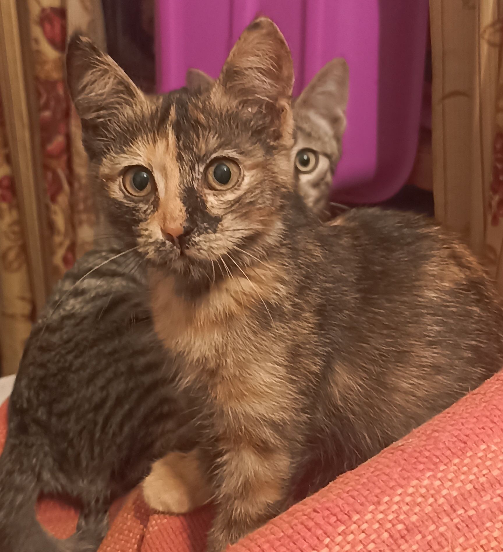 Котята! Пацанчик и девочка!