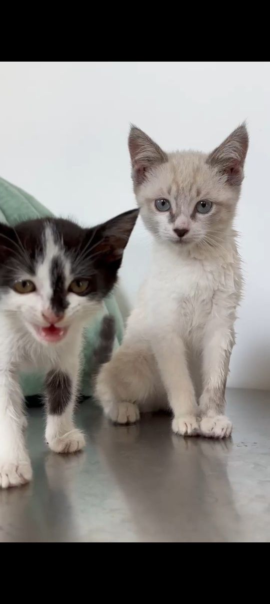 Котята, мальчики и девочки в любящую семью