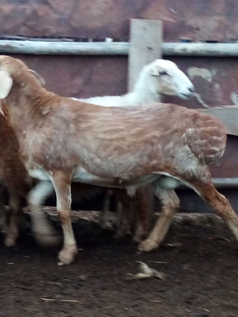 Продам баранчиков
