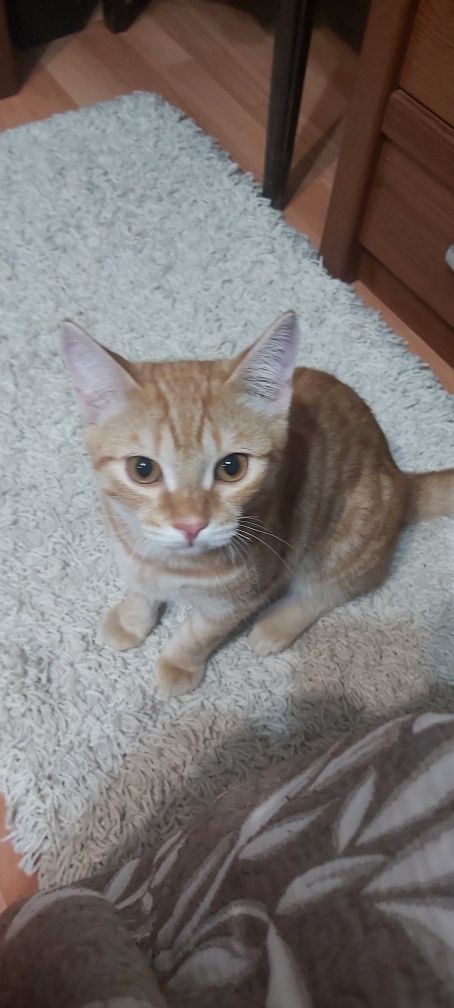 Продается котенок