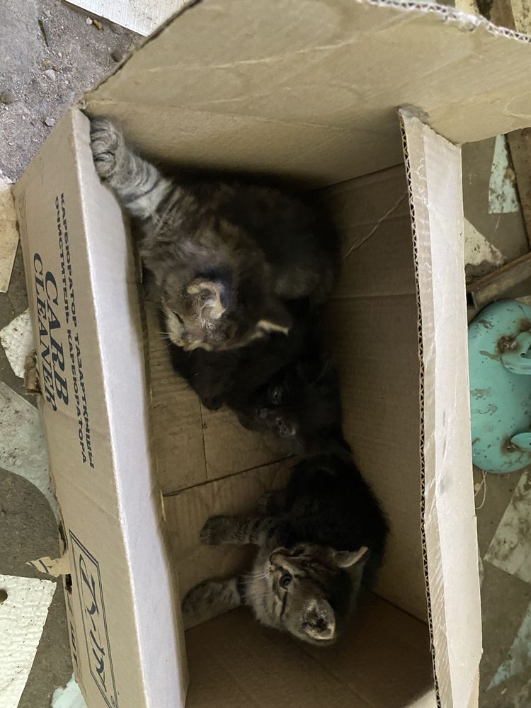 отдам котят в добрые руки