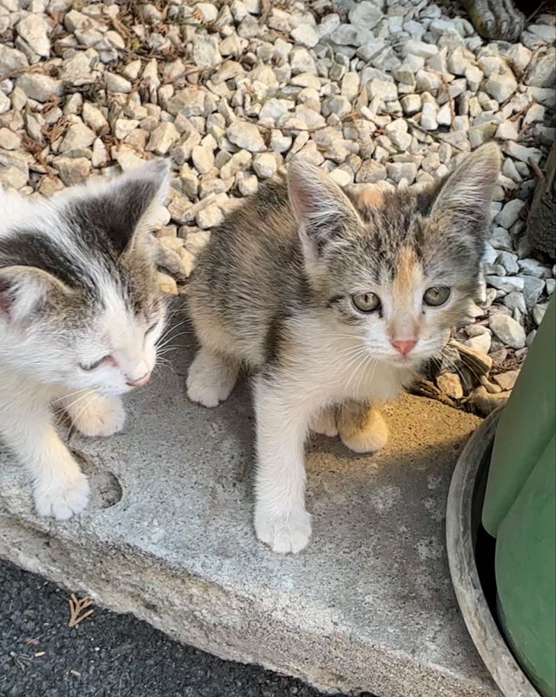 Котята в любящие руки