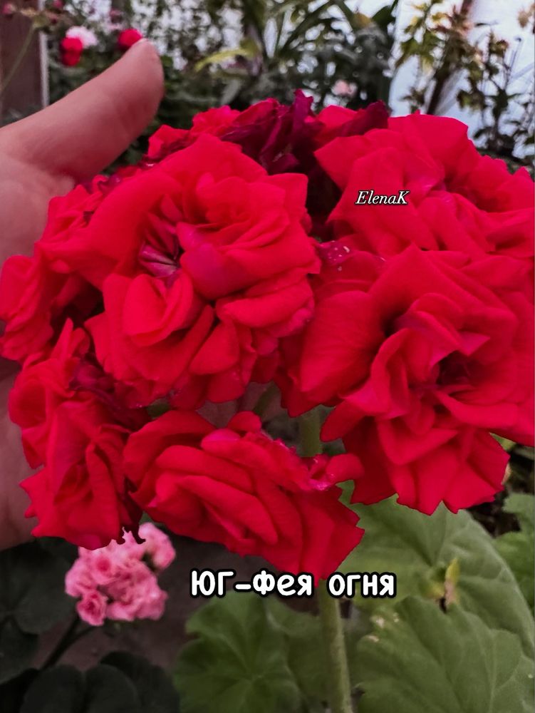 Пеларгонии сортовые коллекционные