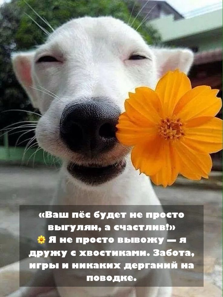 Выгул собак центр