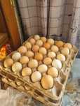 Продам домашние яйца