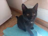 Отдам котенка в хорошие руки