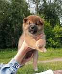 щенки хатико (Shiba Inu)