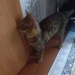 Продам бенгальски котёнка 15000 срочно