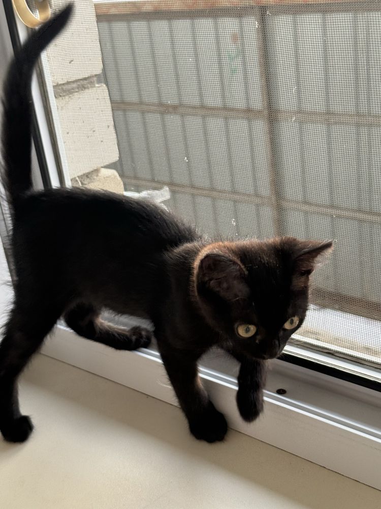 Котенок ищет дом СРОЧНО!!!