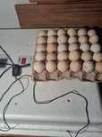 Продам инкубационные индюшиные яйца