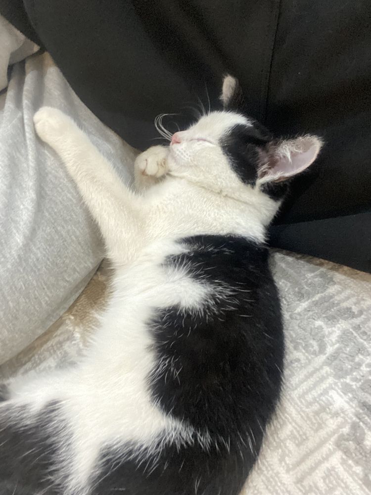 отдам котенка в добрые руки,мальчик