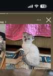 Отдам котёнка в хорошие руки